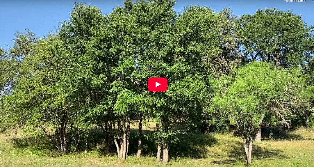 6-Minute Meditation: Attention to Breath [Video]