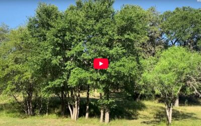 6-Minute Meditation: Attention to Breath [Video]