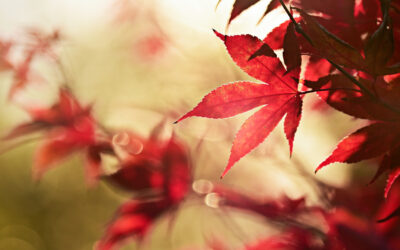 Mindfulness Meditation: Moments in Time