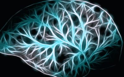 Mindfulness Training Alters Neural Circuits in the Brain!